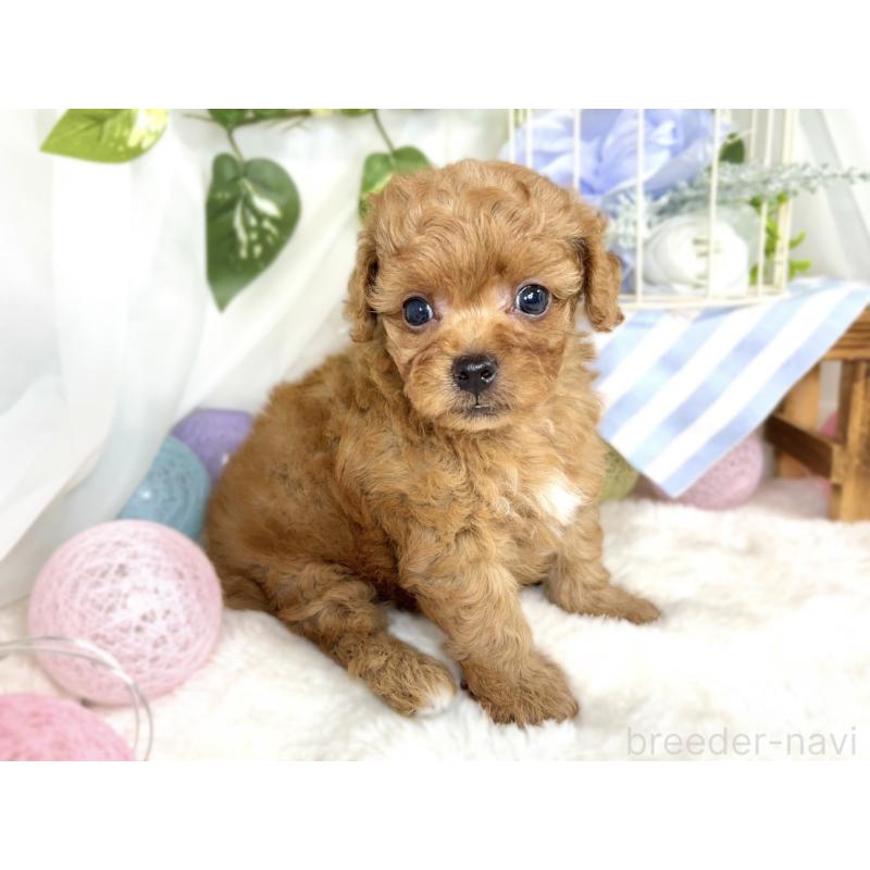 販売中の滋賀県のチワプー:チワワ×トイプードル-413362の4枚目